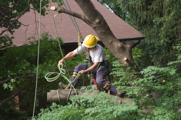 Best Hazardous Tree Removal  in Salina, OK