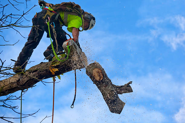 How Our Tree Care Process Works  in  Salina, OK